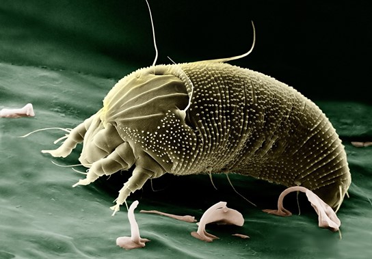 Aceria anthocoptes.jpg